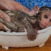 Baby Monkey Bath Time