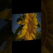 Sunflower Edit