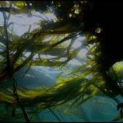 Сирена Ремикс