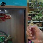 Panther Chameleons Feeding