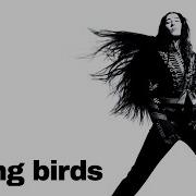Drew Sycamore Spring Birds
