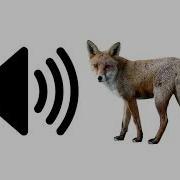 Fox Sound Effect