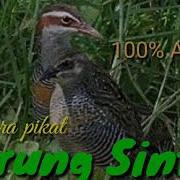 Burung Sintar Terbaru Suara Pikat Di Jamin 100 Ampuh