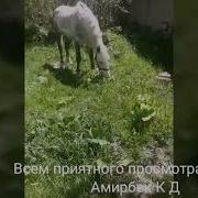 Аспхои Калаи Дуст