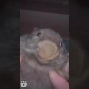 Kurwa Bòbr Tik Tok