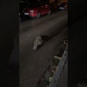 Бобр Курва Я Пердоле