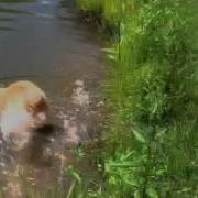 Sunny The Dog Eats Turtle