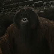 King Louie Sound Effect