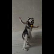 Dancing Dog Meme