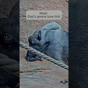 I M A Silverback