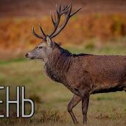 Олень