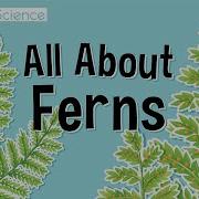 Ferms