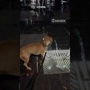 Финник Фонтан