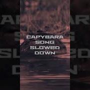 Capybara Slowed