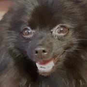 Лай Собаки 1 Час Dog Barking 1 Hour