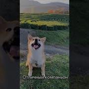 Ину Ину
