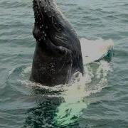 Save The Whales