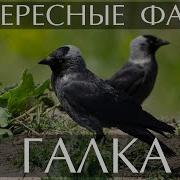 Гнездо Галки