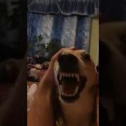 Ням Ням Ням Собака