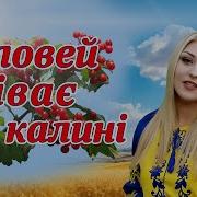 Соловей Спивае На Калине