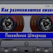 Как Размножаются Ежики Аудиокнига