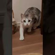 Смех Кота Мем