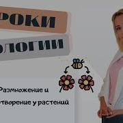 Размножение И Оплодотворение У Растений
