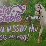 A Dressage Event New Horses More Training Star Stable Updates